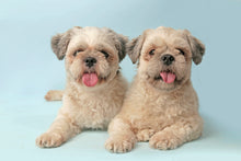 Load image into Gallery viewer, Mr. Giggles Shampoo & Conditioner Ocean Breeze 1000 ml for Dogs and Cats