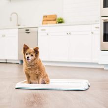 Load image into Gallery viewer, DGZ Pet Potty Train Pan Portable Indoor Outdoor Potty Holder SMALL for Dog and Puppy 49x32cm - Dogs And The City Online